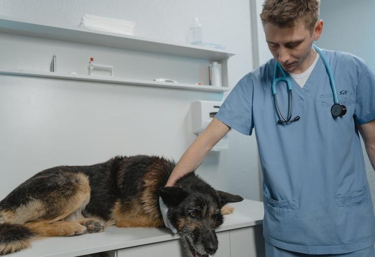 A veterinarian examining a dog in a clinic